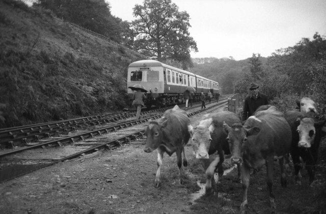 Cows walk along a track beside a railway line where a passenger railcar stands among trees.