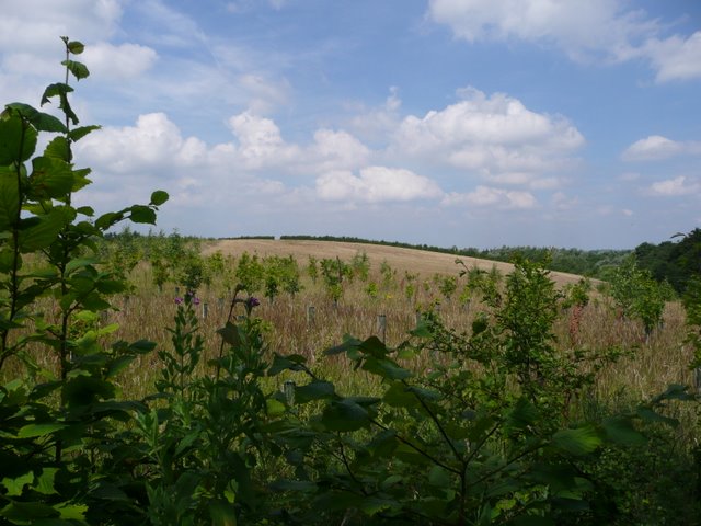 A rounded grassy hillside, the re-seeded and planted former spoil heap of Wharncliffe Silkstone Colliery at Tankersley
