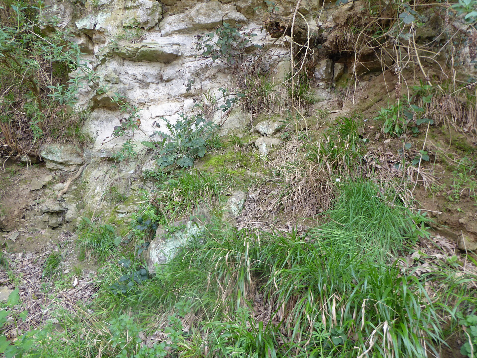A vegetated quarry face at Allington, showing banded grey ragstone exposed above scrub.
