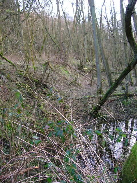 The wooded site of the Roman bloomery ironworks at Beauport Park, near Battle.
