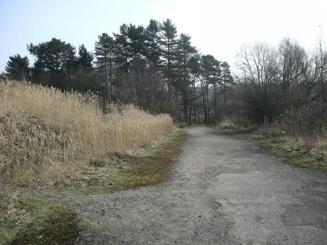 A gravel path runs between tall pale reeds and pine and birch trees on reclaimed colliery land.