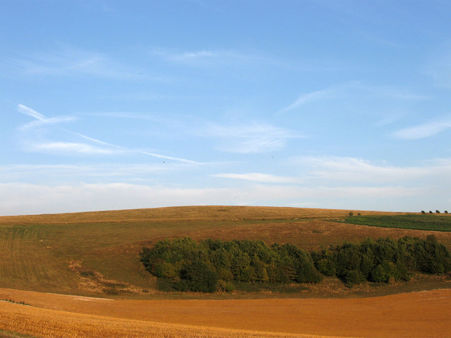 A rounded chalk down with harvested fields and a band of trees on its lower slope under a blue evening sky.