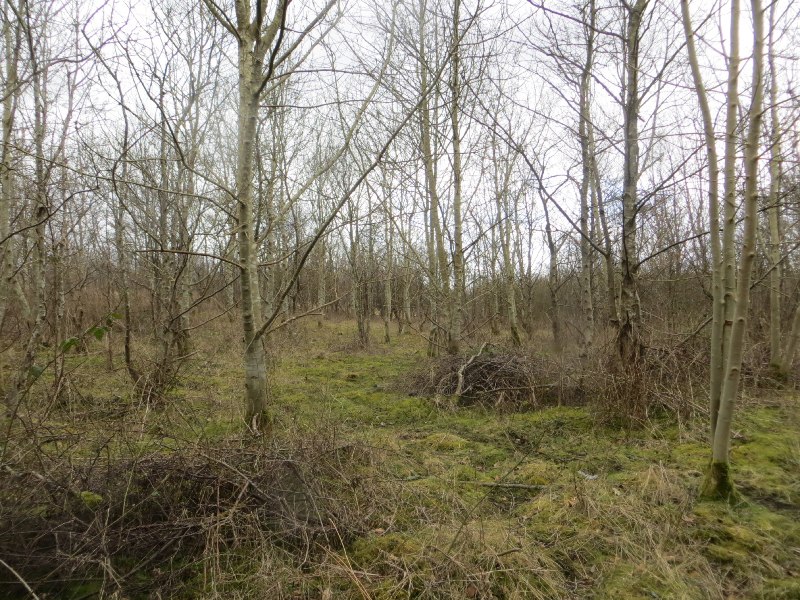 Young woodland growing on reclaimed colliery ground at Blairhall.