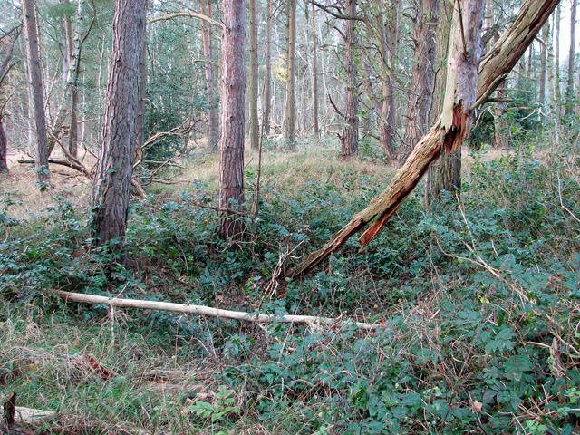 Crater of a flint mine on the edge of Ling Heath, Brandon