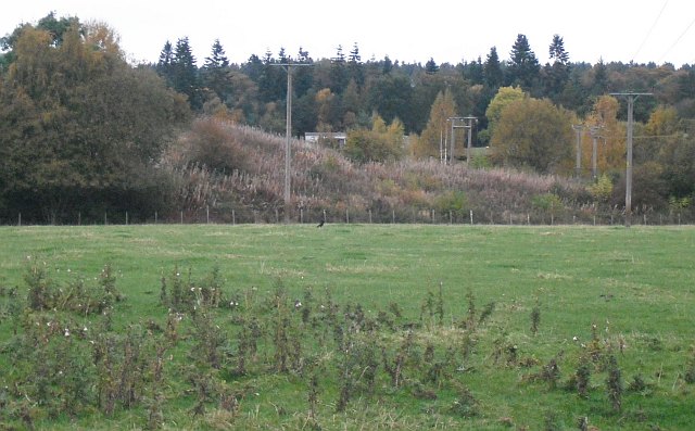 Rough grass and scrub on a bank below woodland, with electricity poles, at the Castlehill drift site