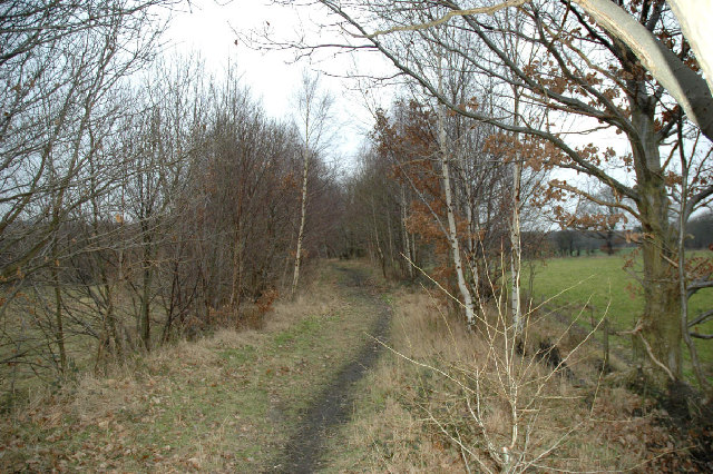 A grassy track between bare birch and scrub along the course of a former colliery railway