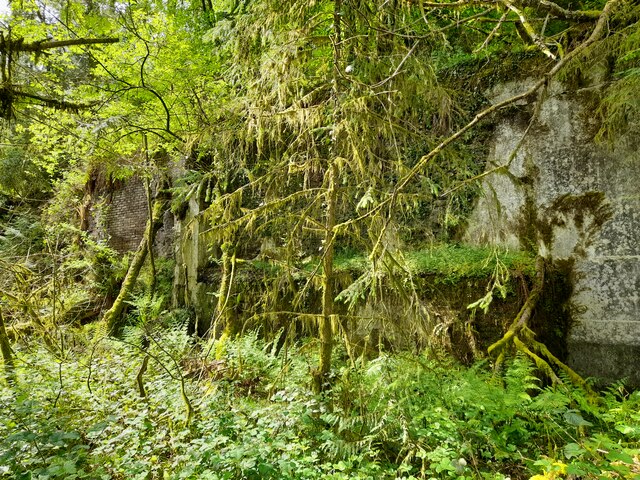 Moss-covered brick and concrete walls of the former Glyncastle Colliery almost hidden by ferns, conifers and hanging moss in dense woodland.