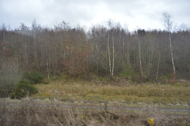Woodland paths on Bonc yr Hafod Country Park, the landscaped former colliery spoil tip