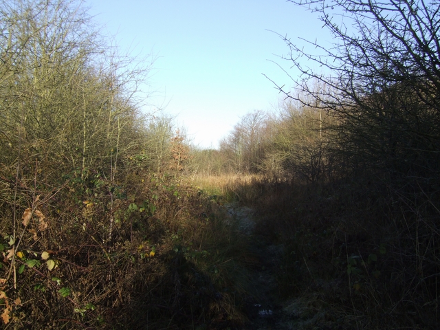A footpath through Littleton Leisure Park, laid out along the edge of the former colliery's spoil tip.