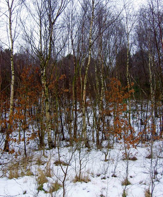 Slender birch trees and young oaks in snow on the planted former spoil heap of Mitchell's Main Colliery, 2009