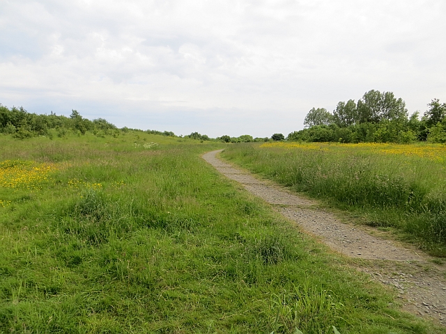 The reclaimed site of Team Colliery on Eighton Moor: rough open grassland crossed by a footpath, with trees beyond.