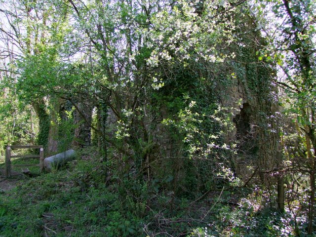 A roofless stone building smothered in ivy and flowering blackthorn in woodland, with a wooden gate and a fallen metal cylinder beside it.