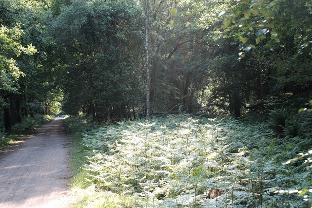 The overgrown site of former railway sidings near Brierley where a standard-gauge connection from Trafalgar Colliery joined the Severn and Wye main line in 1872.