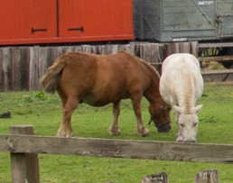 Two stocky working ponies standing in a colliery yard at an open air museum.
