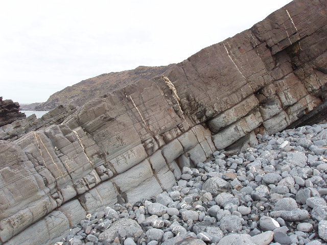 Pale quartz veins cutting through steeply folded, metamorphosed sandstone strata on the beach at Millook, Cornwall — a clear in-situ example of the mineral-filled fissures that Cornish and British mining followed underground.