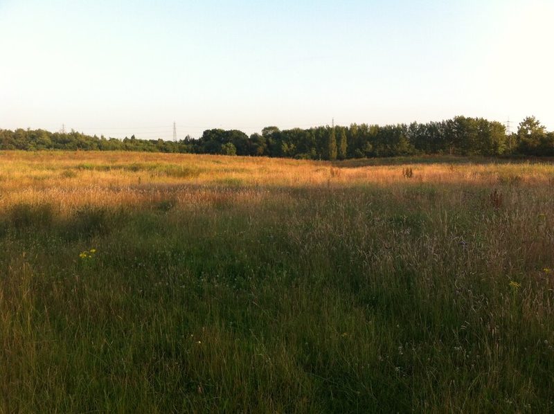 Rough grassland in evening light with a line of trees, the cleared site of the colliery.