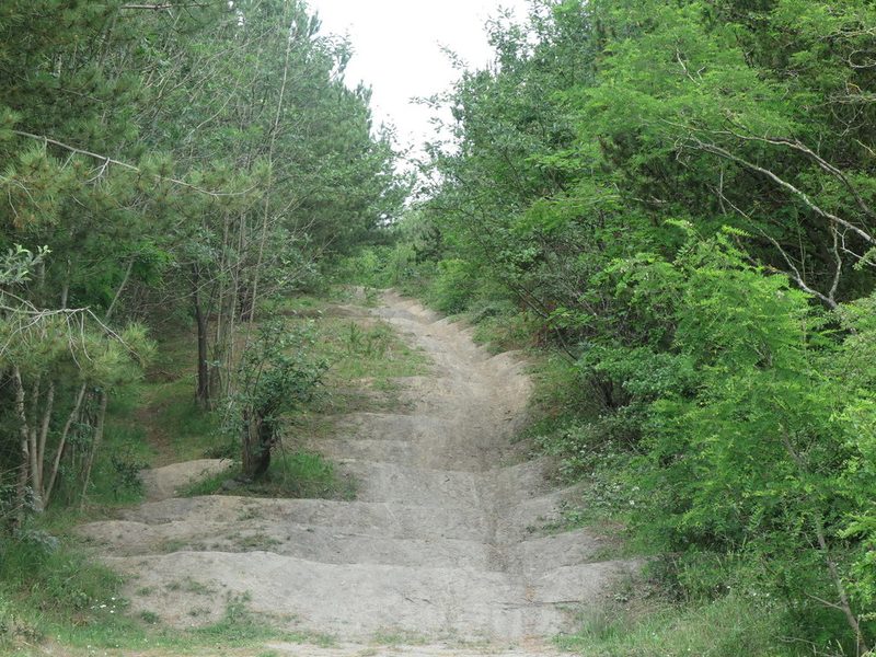 A stony track climbing between young trees over the grassed-over spoil heap of the colliery.