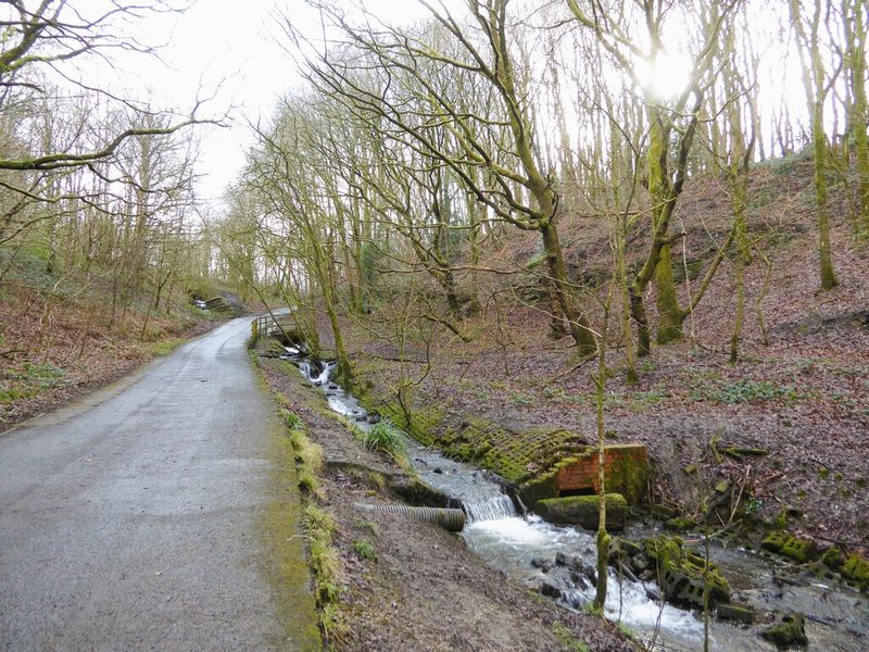 A wooded brook on the reclaimed site of Water Haigh Colliery, near where the shafts stood.