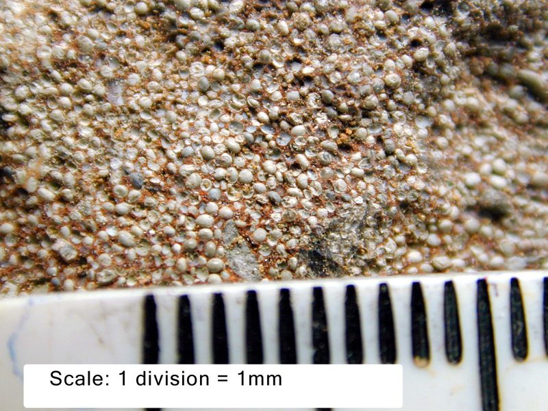 A rock surface crowded with tiny rounded grey-green grains in a rusty matrix, beside a millimetre scale.
