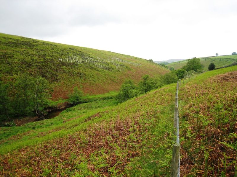 A moorland valley with a small beck among trees at the foot of bracken-covered slopes, under a grey sky.