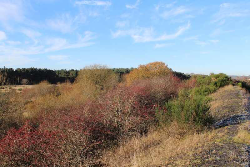 A long wooded spoil bing rising from flat grassland north of the disused Bogside racecourse, the surviving mound of Bartonholm Colliery