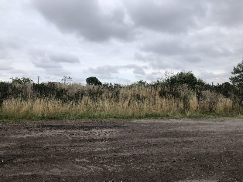 A rough patch of bare, trodden earth in front of tall grasses and scrub under a cloudy sky.