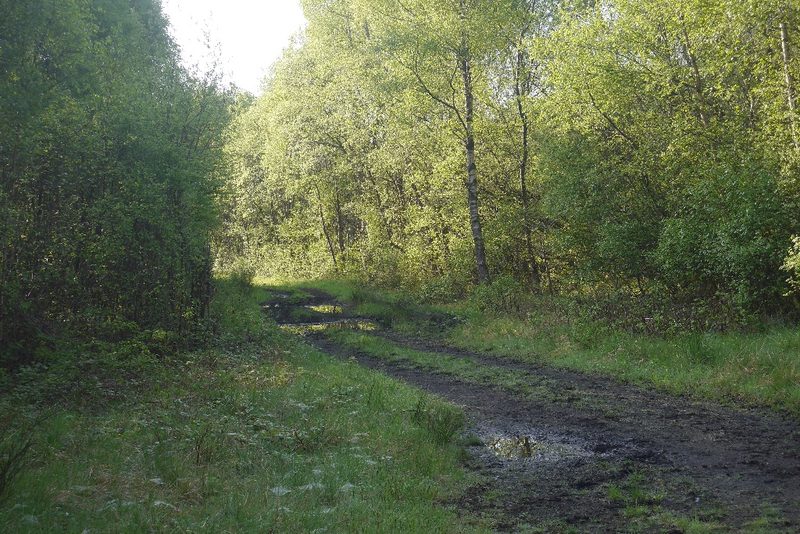 A muddy track running through young birch woodland on the former colliery site.