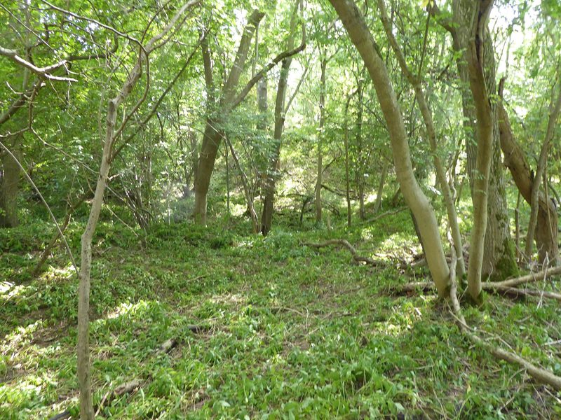 A disused limestone quarry face, part grassed and part exposed, within woodland north of Pickworth.