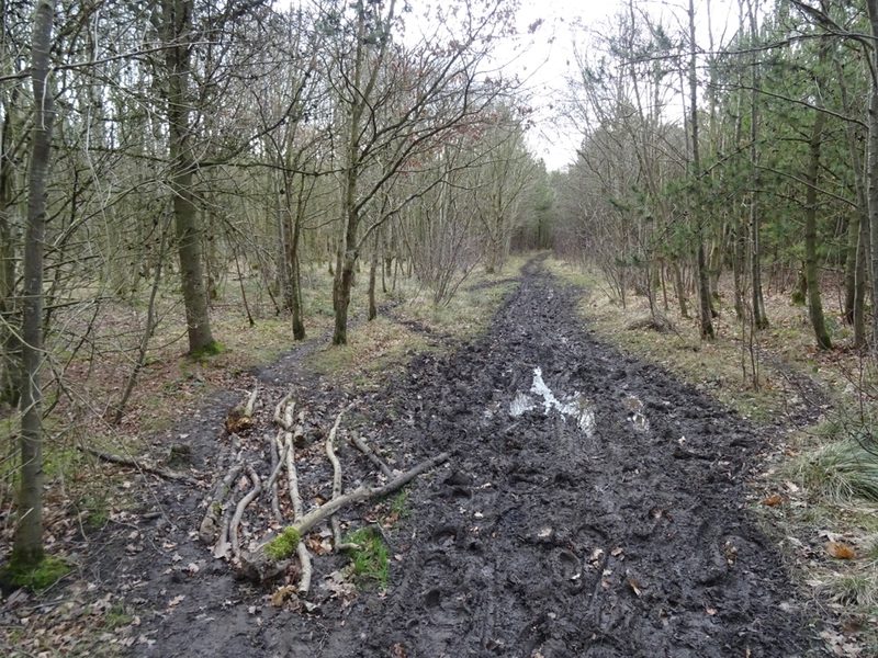 A wide muddy track runs between young trees in woodland on the site of Cramlington Colliery.