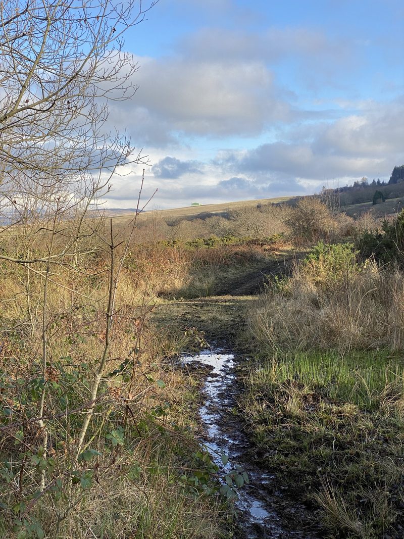 A stony track climbing through bare winter woodland towards the old coal levels on the hillside above Cwmgwrach in the Vale of Neath