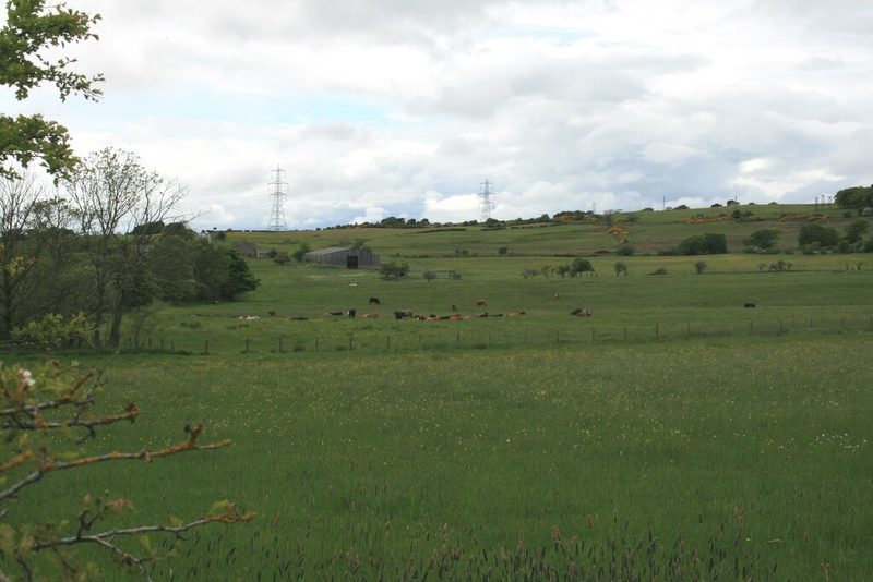 Green pasture with grazing cattle, a farm shed and pylons on a gentle hillside under cloud.