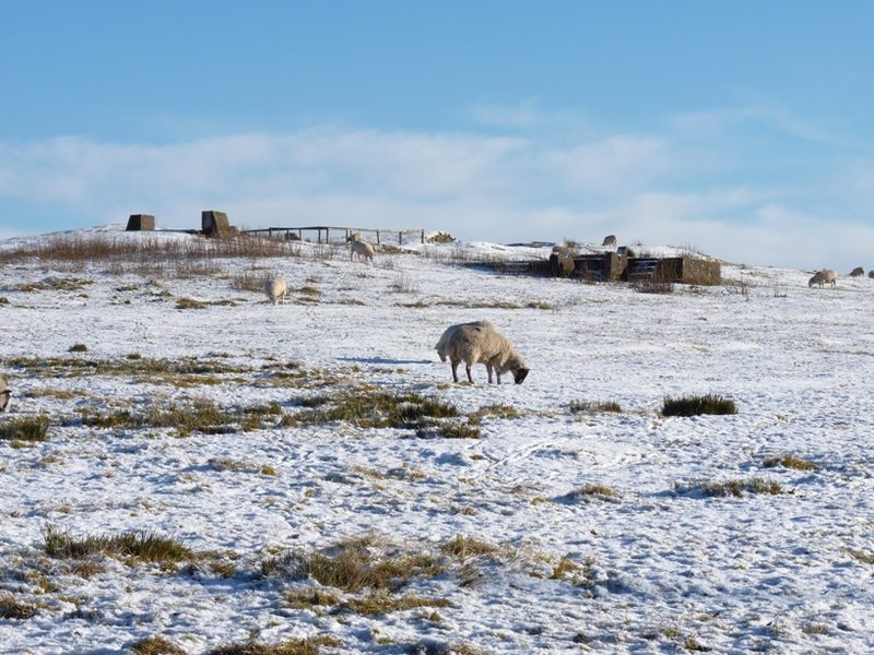 Sheep grazing on a snow-covered hilltop, with the low concrete blocks and fencing of the old mine buildings along the skyline.