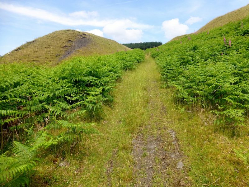 A grassed-over spoil heap beside a footpath on a wooded hillside above the Cynon Valley.