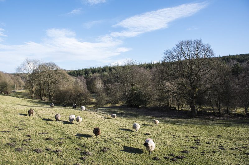 Sheep grazing a sloping pasture with a line of bare trees and conifer plantation beyond, on the site of the colliery's coke ovens.