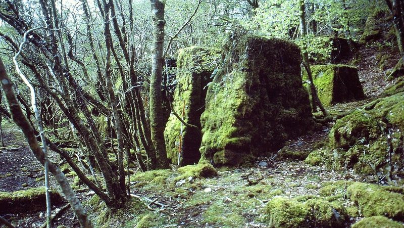 Moss-covered stone remains of the water-powered tin stamps among trees at Hobbs Hill.