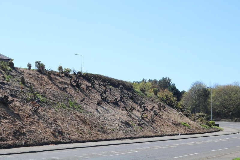 A steep grassed embankment below Kinnarchie Crescent in Leven, on the braes where the Fife Coal Company sank the Leven pits.