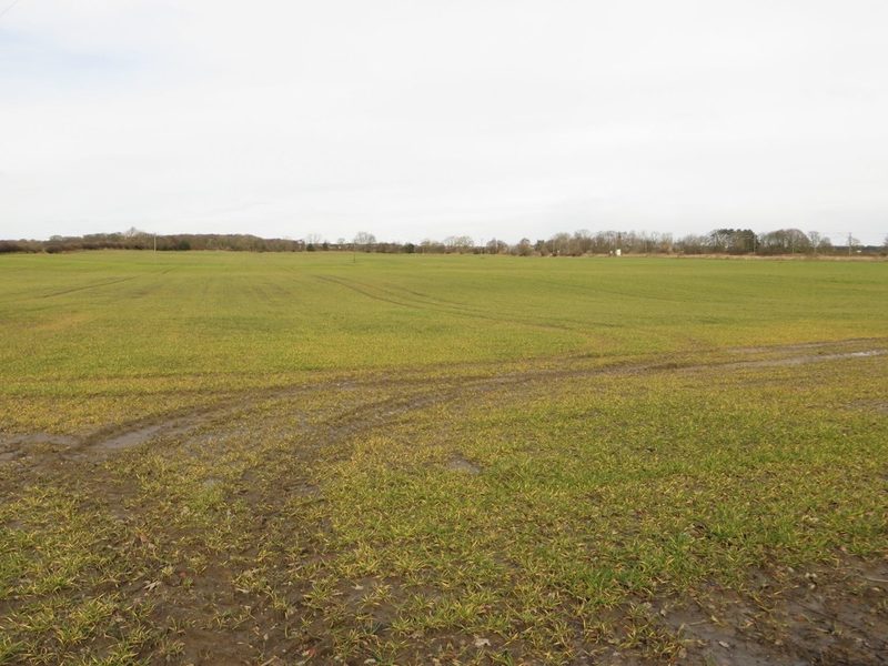 A large flat arable field of young crop under a pale sky with a line of trees on the horizon.