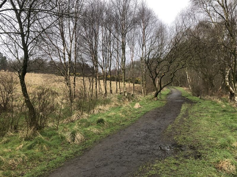 A muddy path between birch trees and rough grassland following an old railway line.