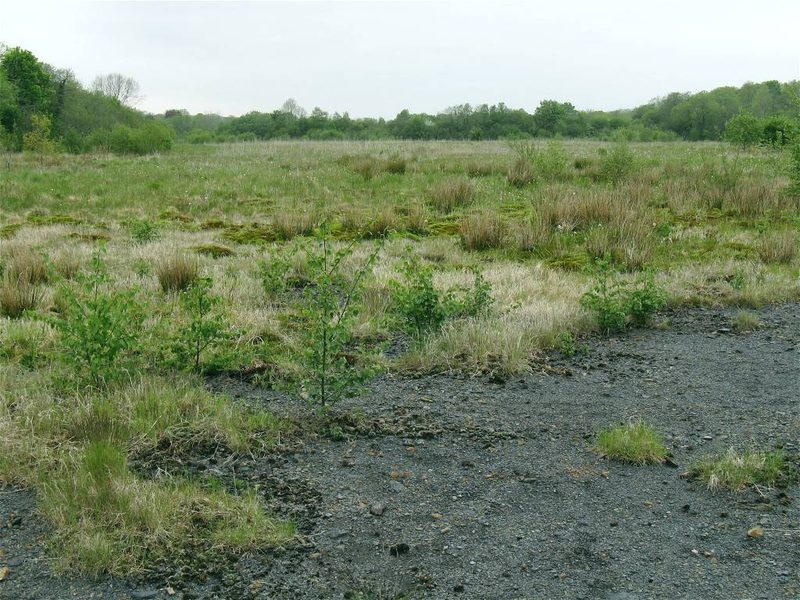 Rough open ground and scrub on the cleared site of Pantyffynnon Colliery near Ammanford, with nothing of the workings left standing