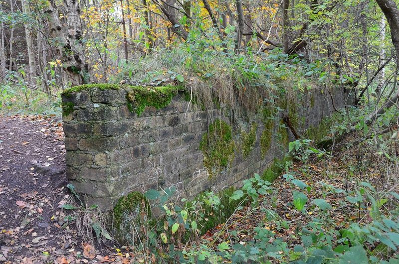 A moss-covered stone wall beside a leaf-strewn path among birch trees.