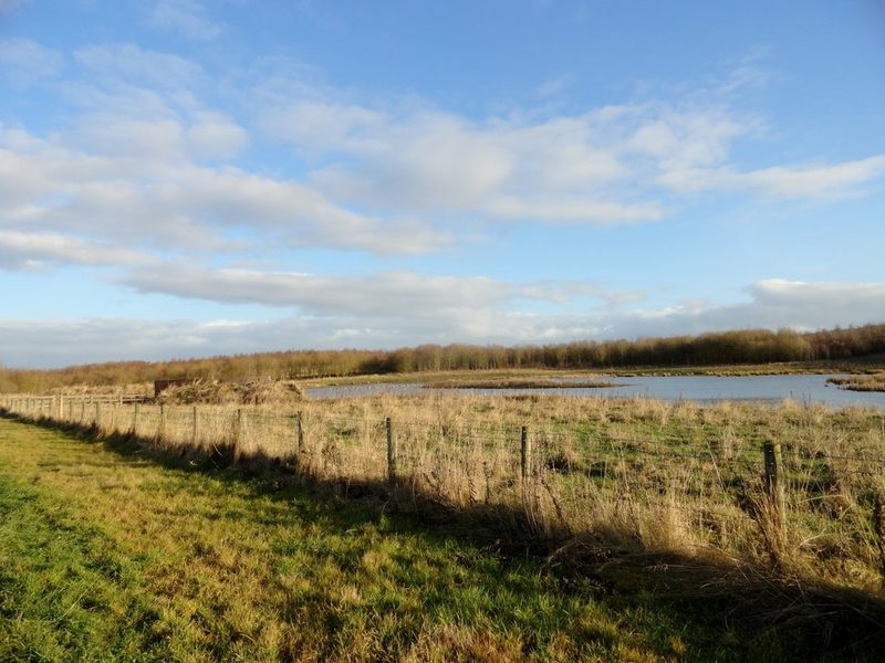 A reed-fringed pond at Rainton Meadows nature reserve, created on the reclaimed site of the former colliery north of Durham.