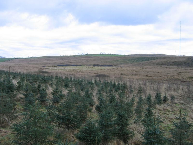 Young conifers in front of rough moorland, with low dark mounds of old ironstone pits and a mast on the skyline.