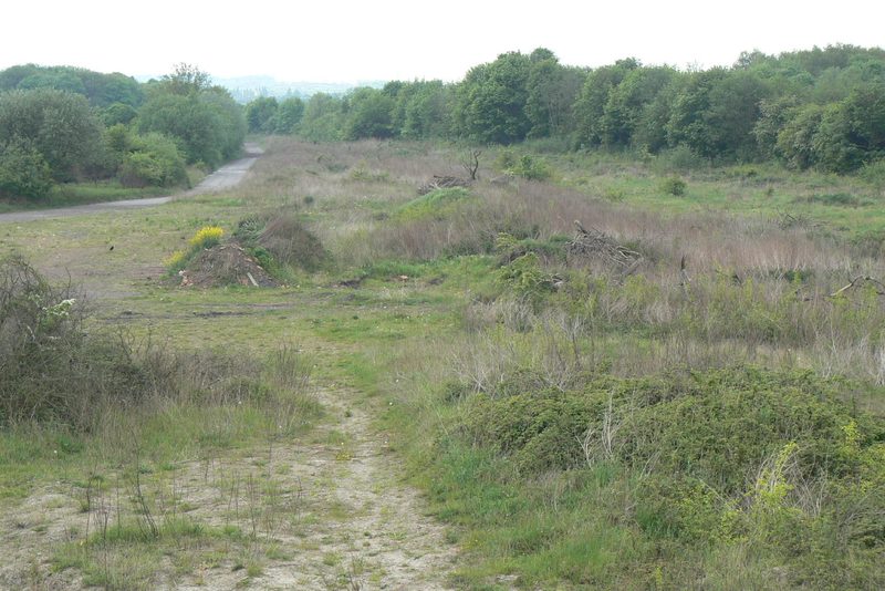 Open scrubby ground with gorse and a track running beside trees towards distant hills.