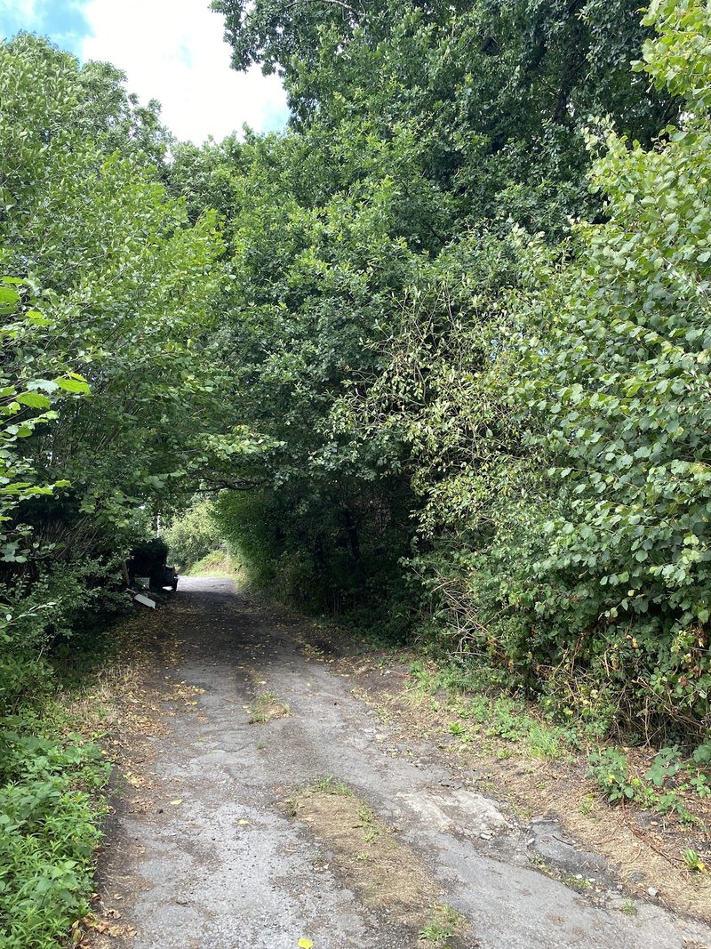 A cracked tarmac track running uphill beneath overhanging trees and dense green bushes