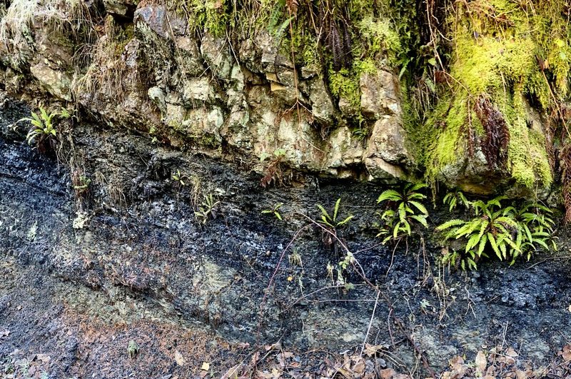 A band of black coal exposed in a rock face beneath a ledge of pale sandstone, with ferns and moss growing on it.