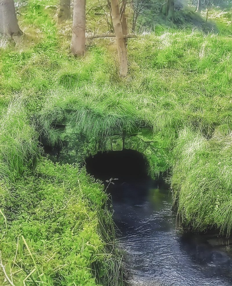 A low stone arch, almost hidden in long grass under trees, from which a stream runs out towards the river.